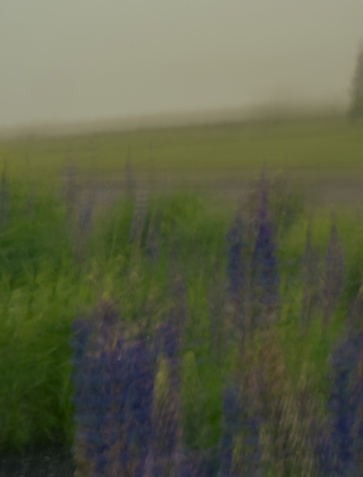 summer meadow at dusk