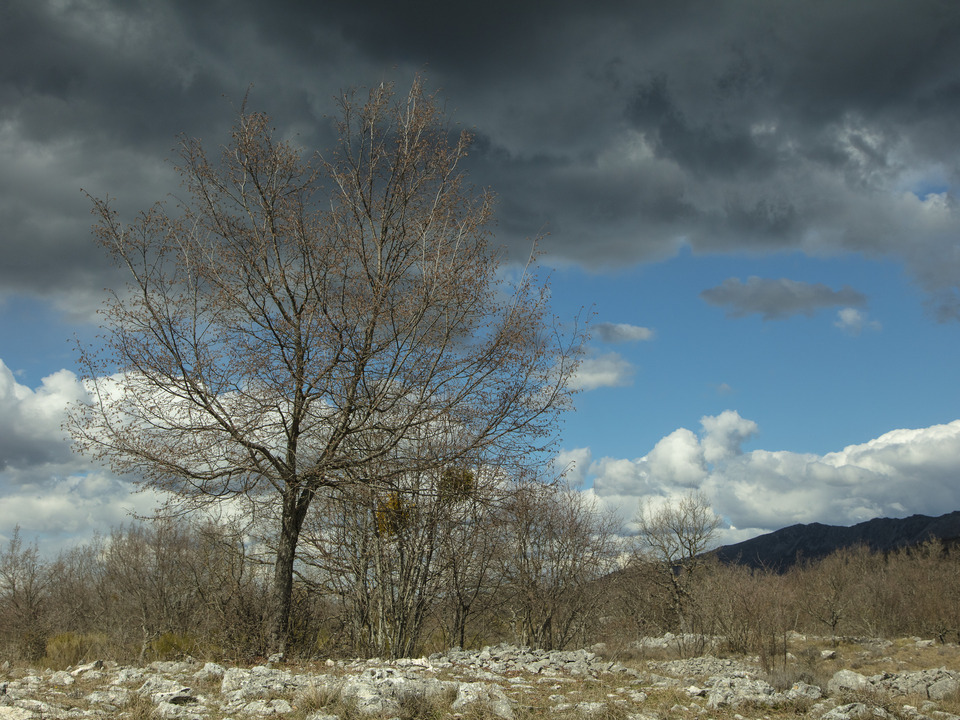 Lone tree with clouds.