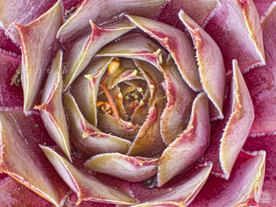 Succulent 2
