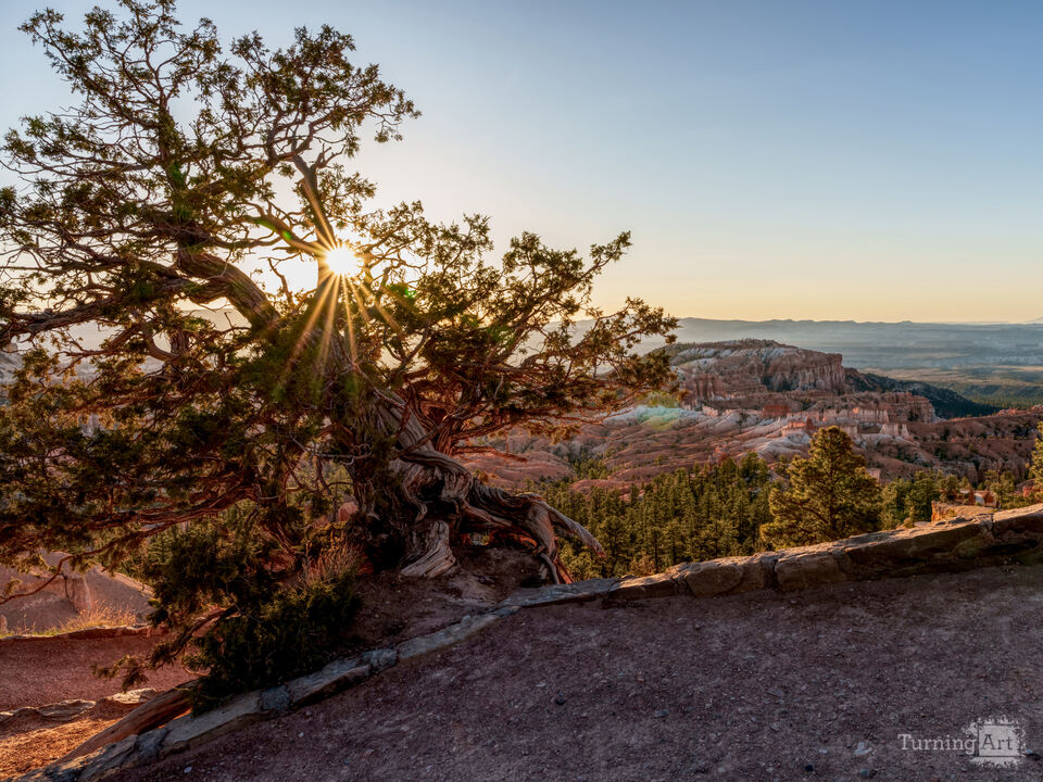 Bryce Canyon Cedar Tree Sunburst