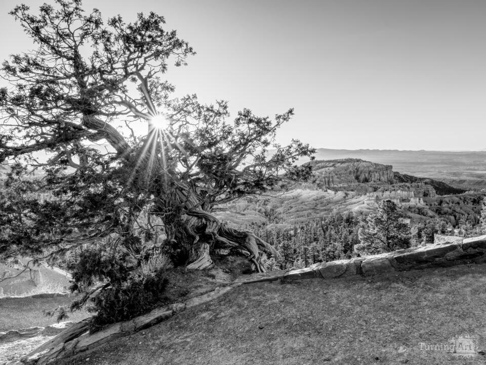 Bryce Canyon Cedar Tree Sunburst Grayscale