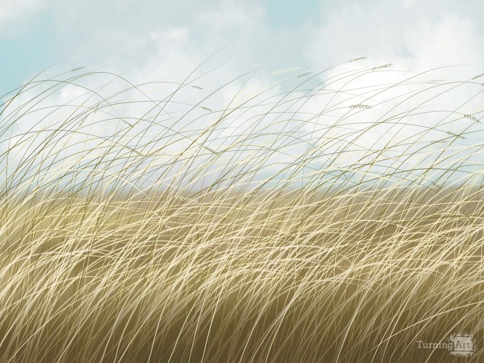 Wheat Field 