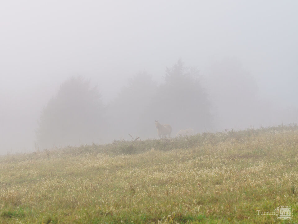 Find The Horses In The Fog