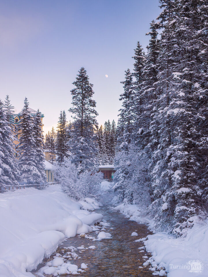 Winter Stream Through Pines