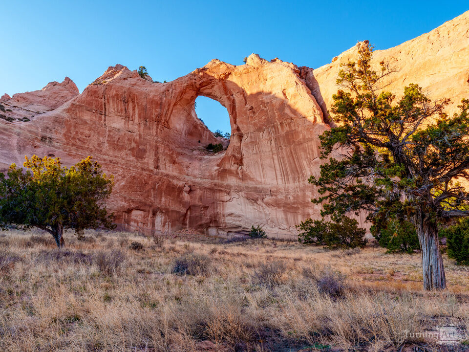 Twisted Cedar by Window Rock