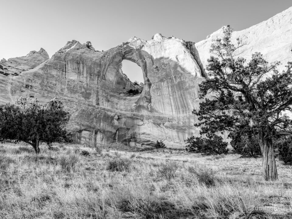 Twisted Cedar by Window Rock Grayscale
