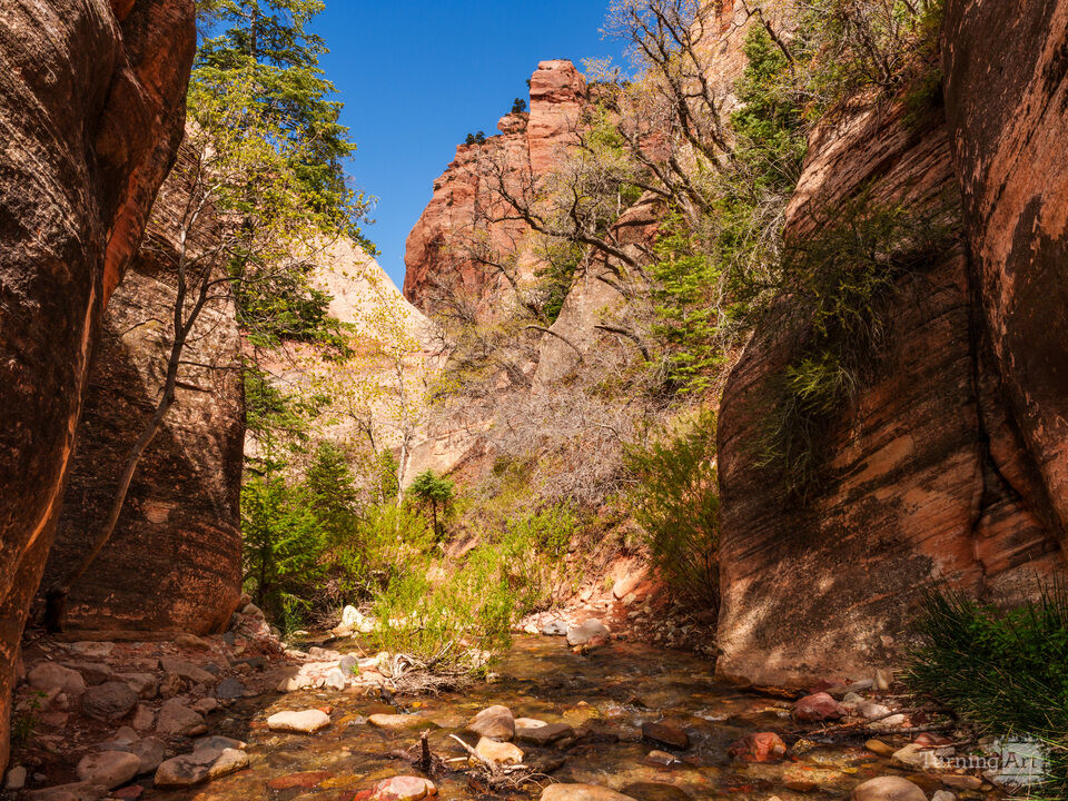 Serenity In Spring Creek Canyon