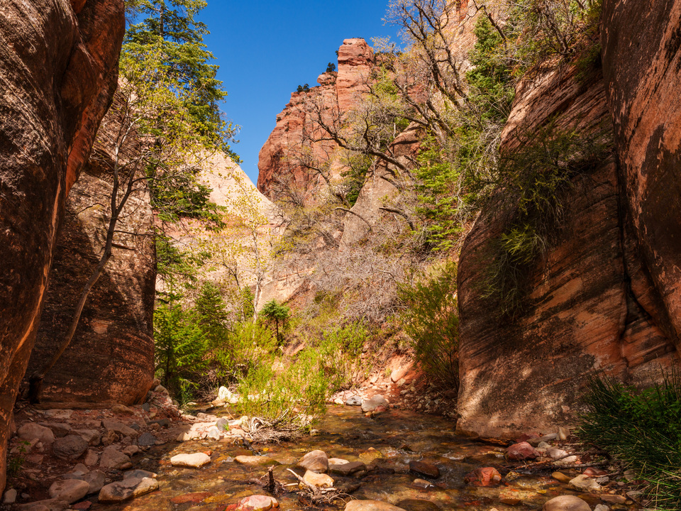 Serenity In Spring Creek Canyon