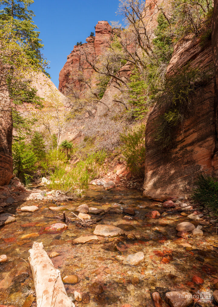 Serenity In Spring Creek Canyon Vertical