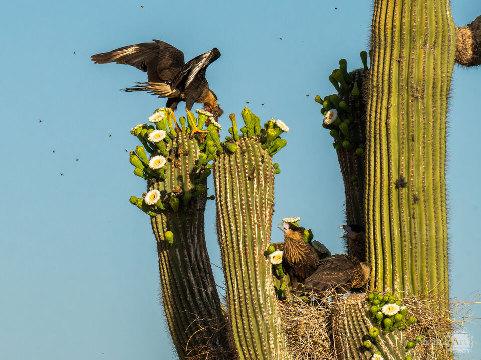 Adult Caracara brings food to young family