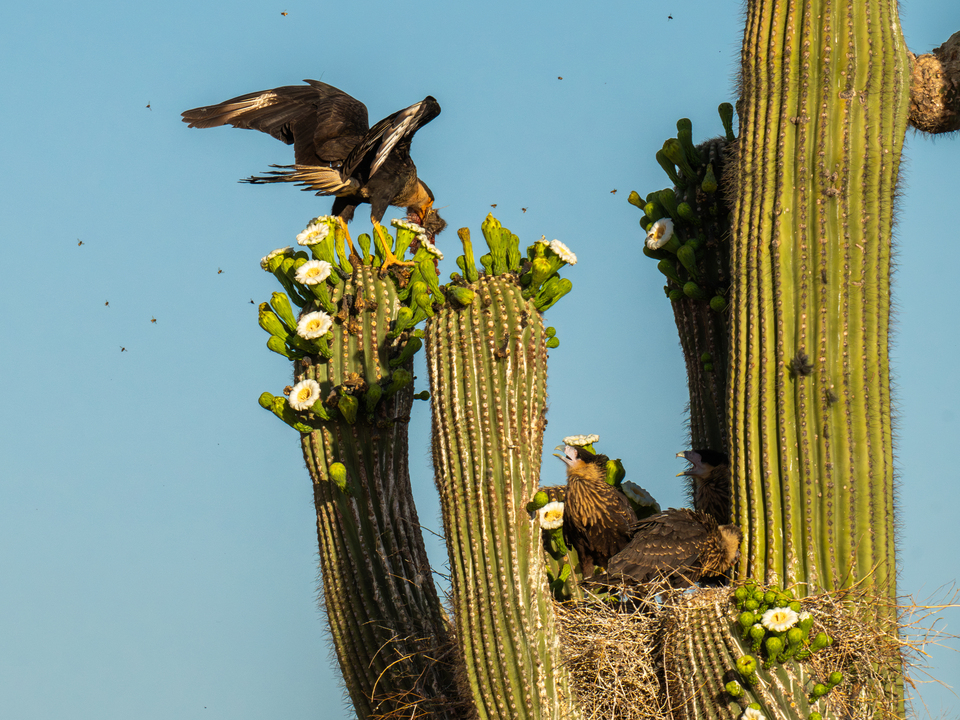 Adult Caracara brings food to young family