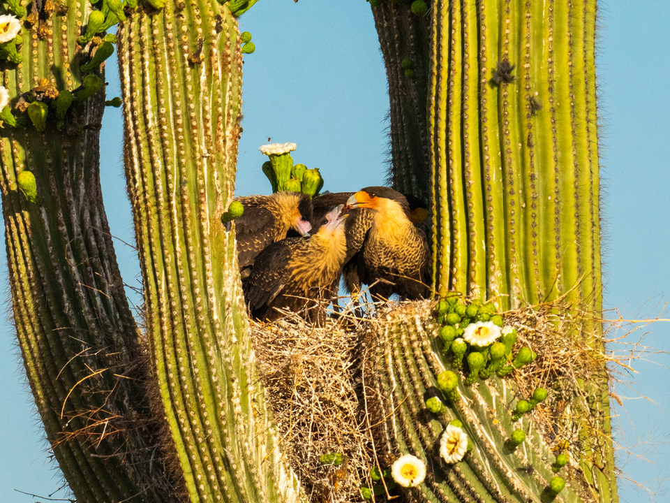 Crested Caracara Feeding Chicks