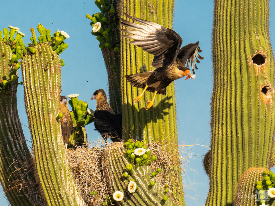 Crested Caracara Adult Leaves With a Snack