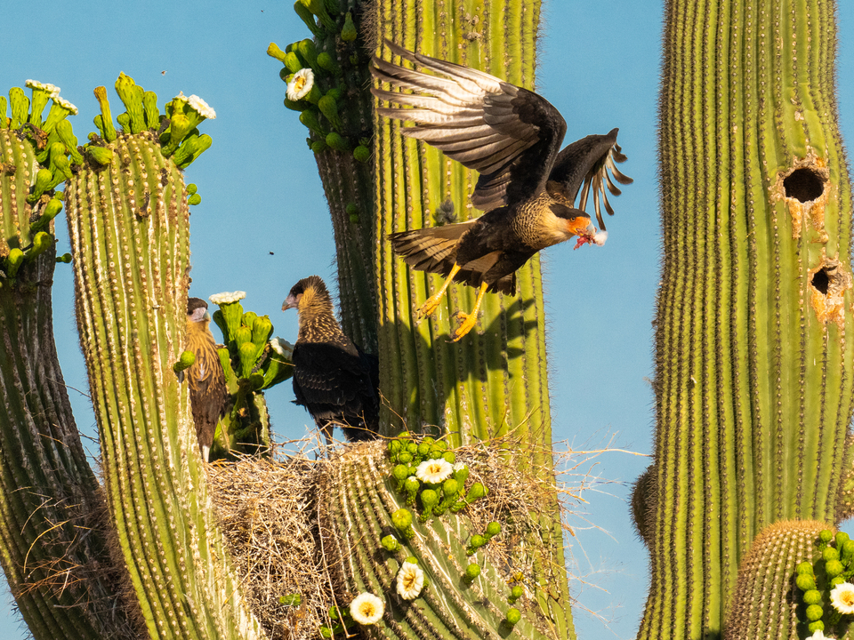 Crested Caracara Adult Leaves With a Snack