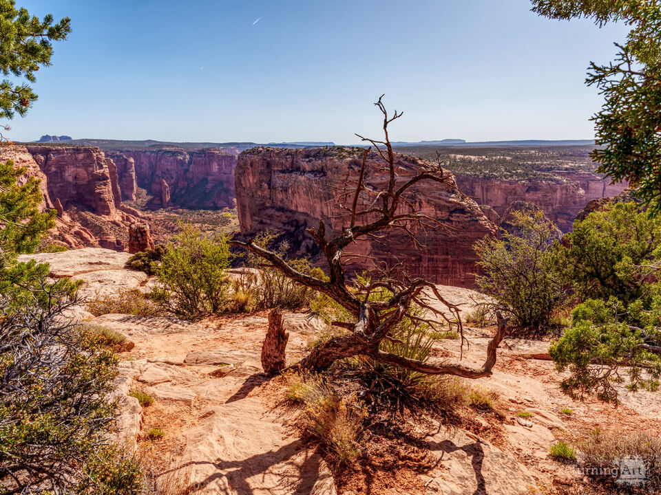 Crooked Tree At Spider Rock