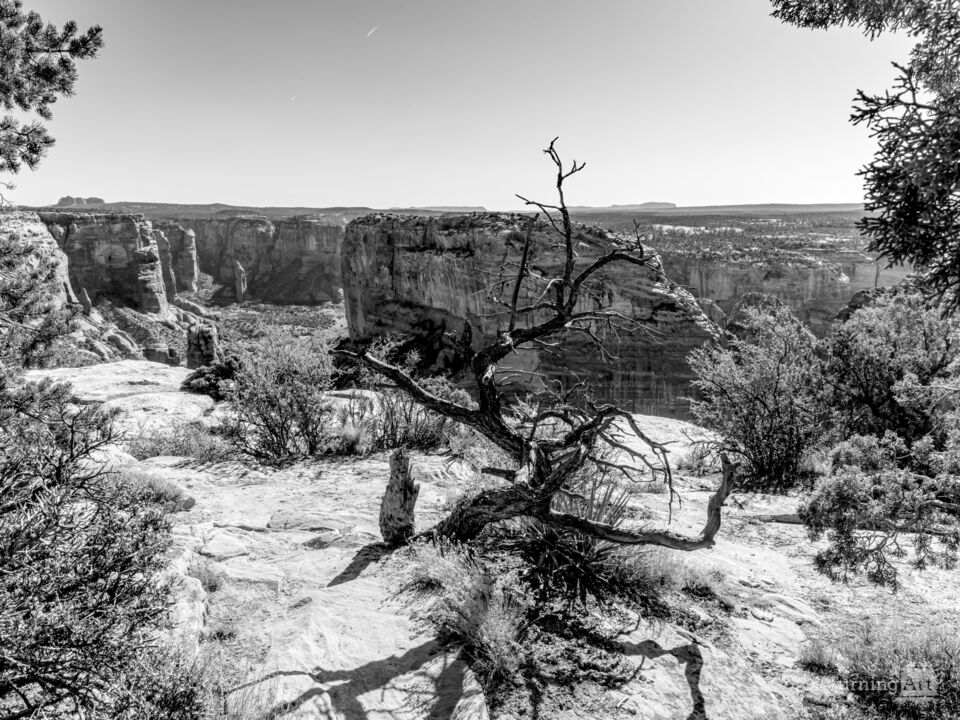 Crooked Tree At Spider Rock Grayscale