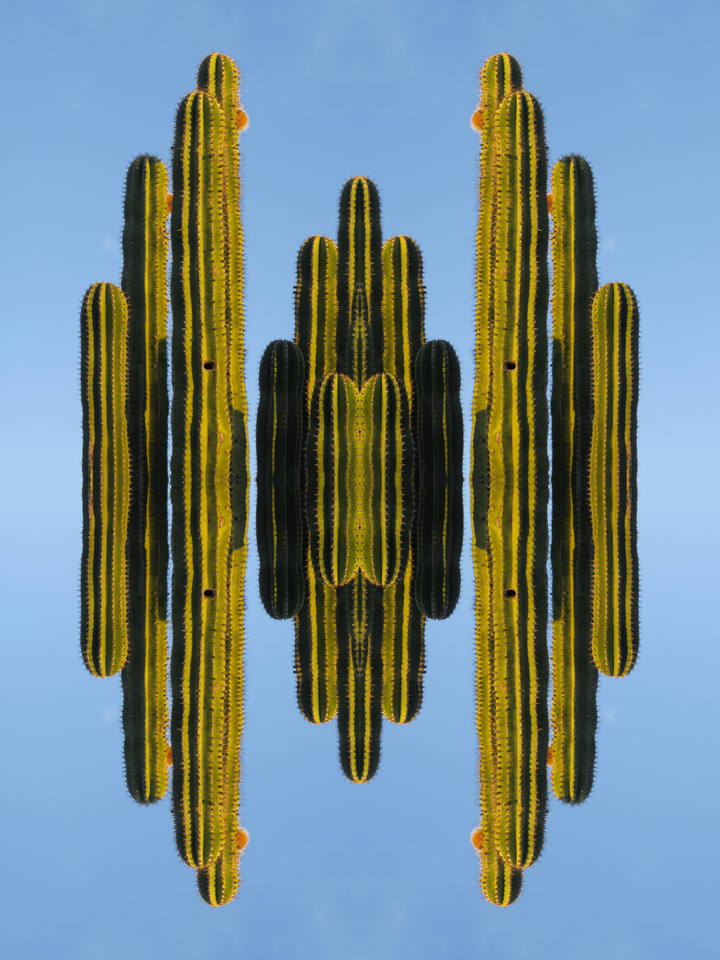 Cactus