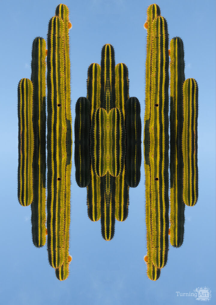 Cactus