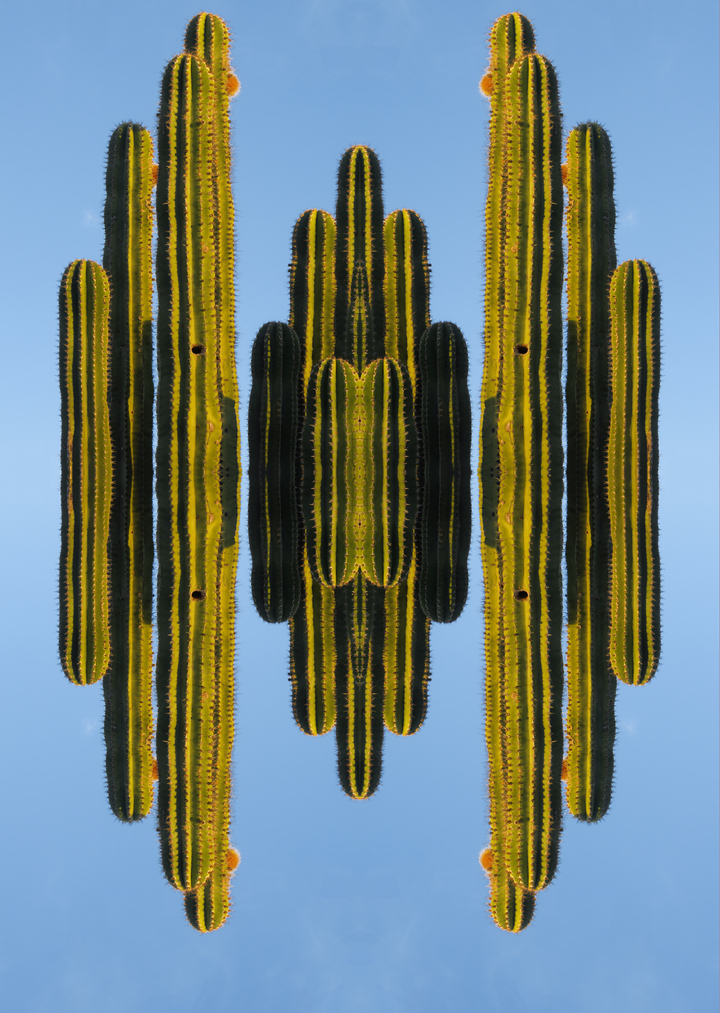 Cactus