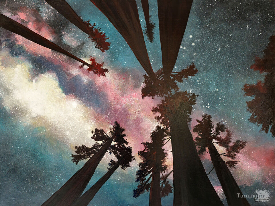 Pink Galaxy, Redwood Night
