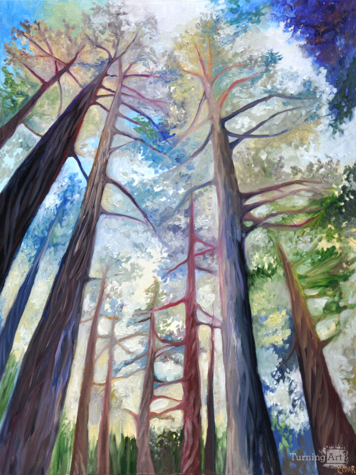 Trees in the Morning