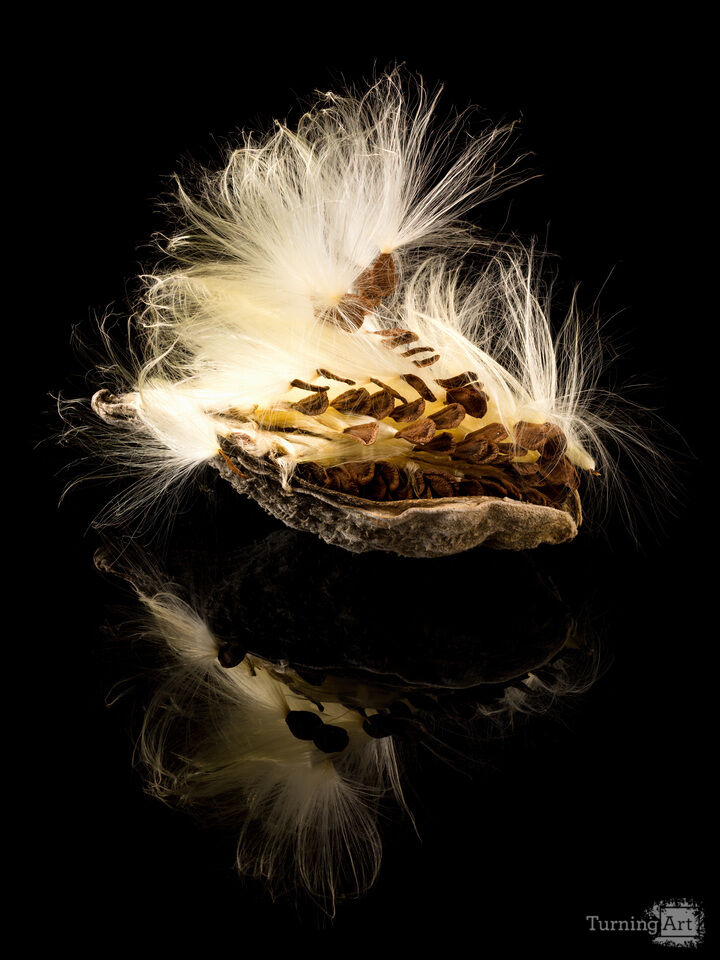 Macro swamp milkweed seed pod with reflection