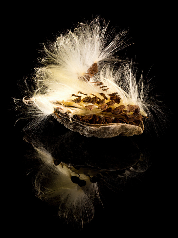 Macro swamp milkweed seed pod with reflection