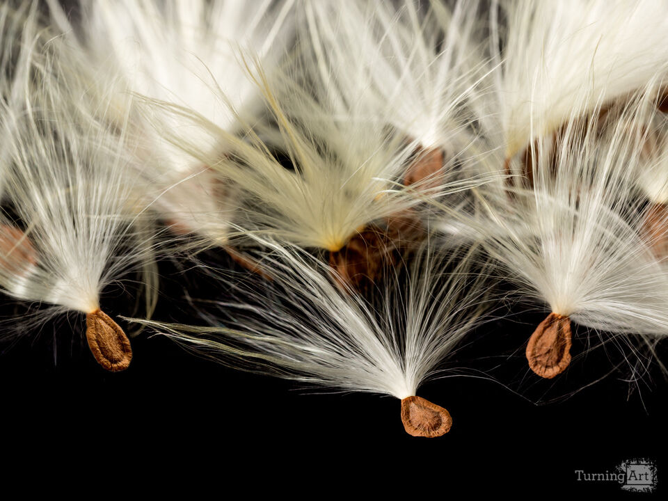Individual seeds from the Swamp Milkweed plant