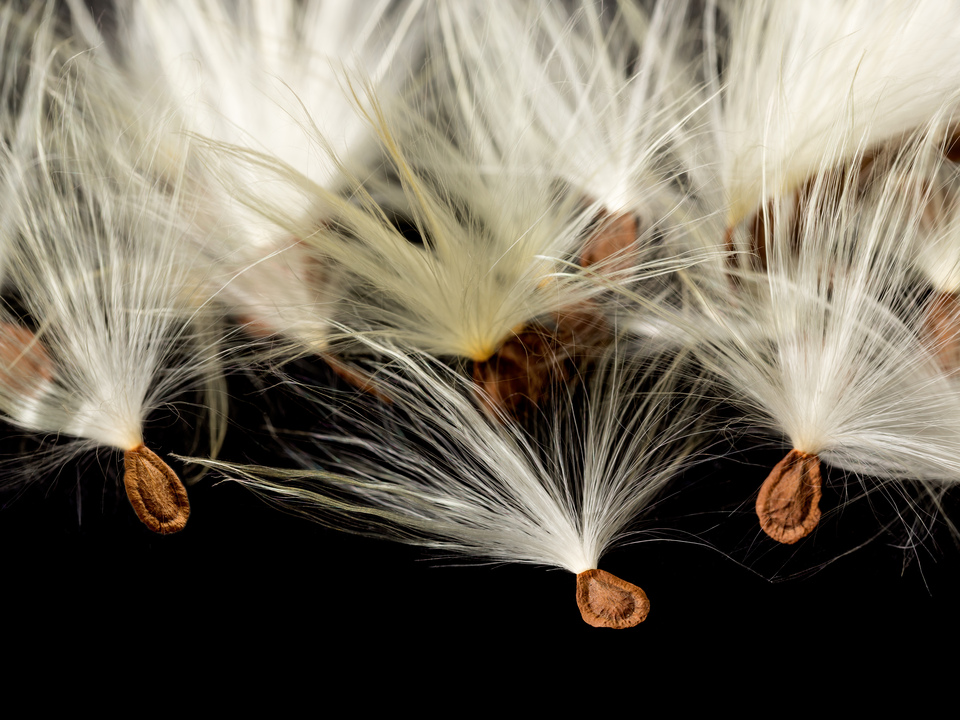 Individual seeds from the Swamp Milkweed plant
