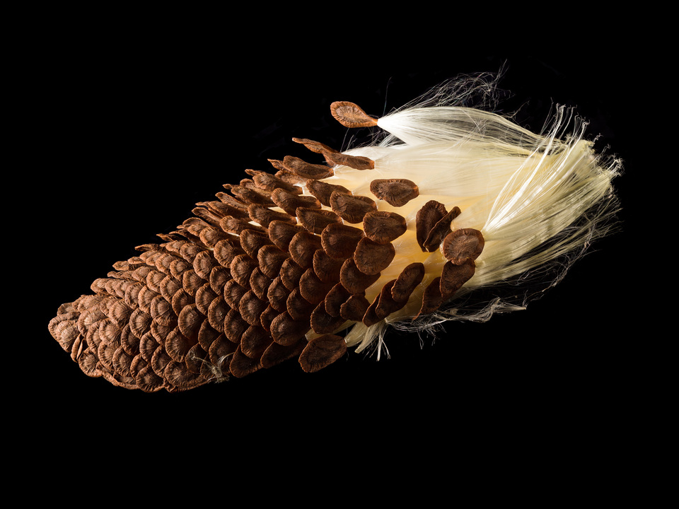 Swamp Milkweed seeds extracted from the seed pod