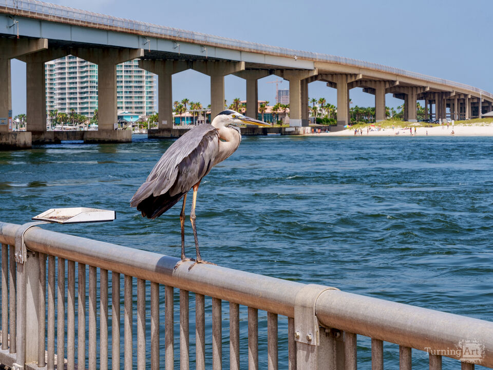 Patient Great Blue Heron Perdido Pass