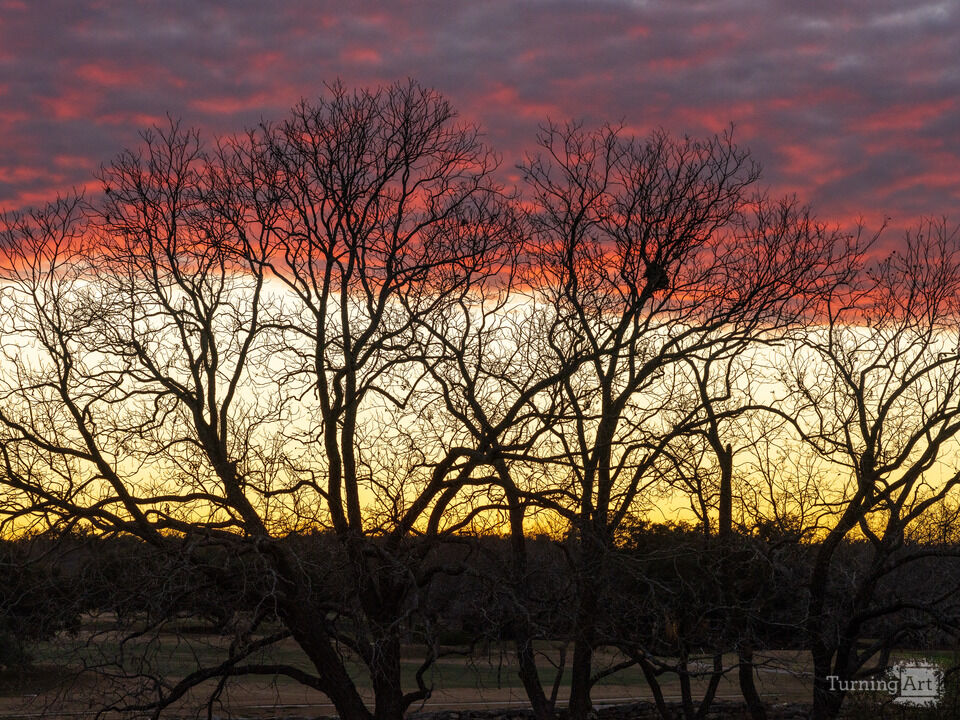 Dramatic sunset through the bare trees