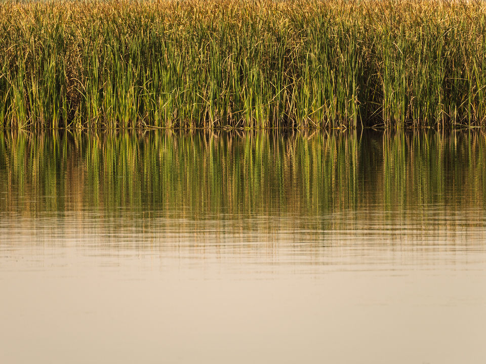 Still water by the riverbank of the Nile