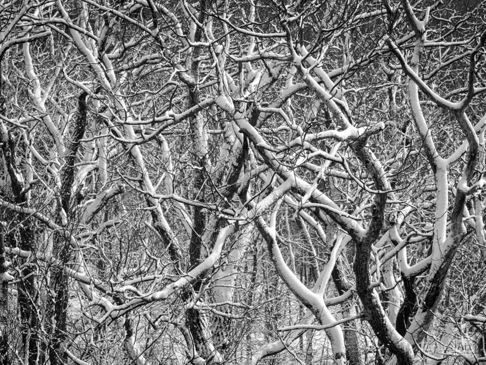 Snow covered branches form an abstract pattern