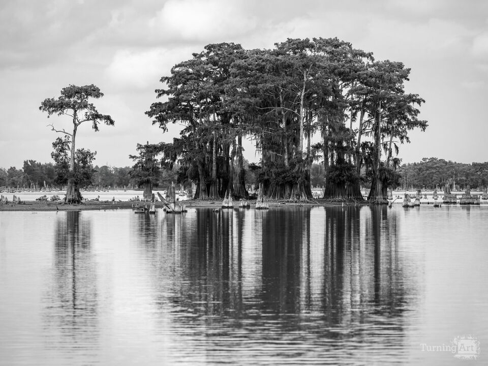 Monochrome swamp trees