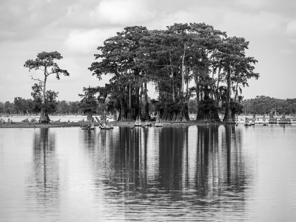 Monochrome swamp trees