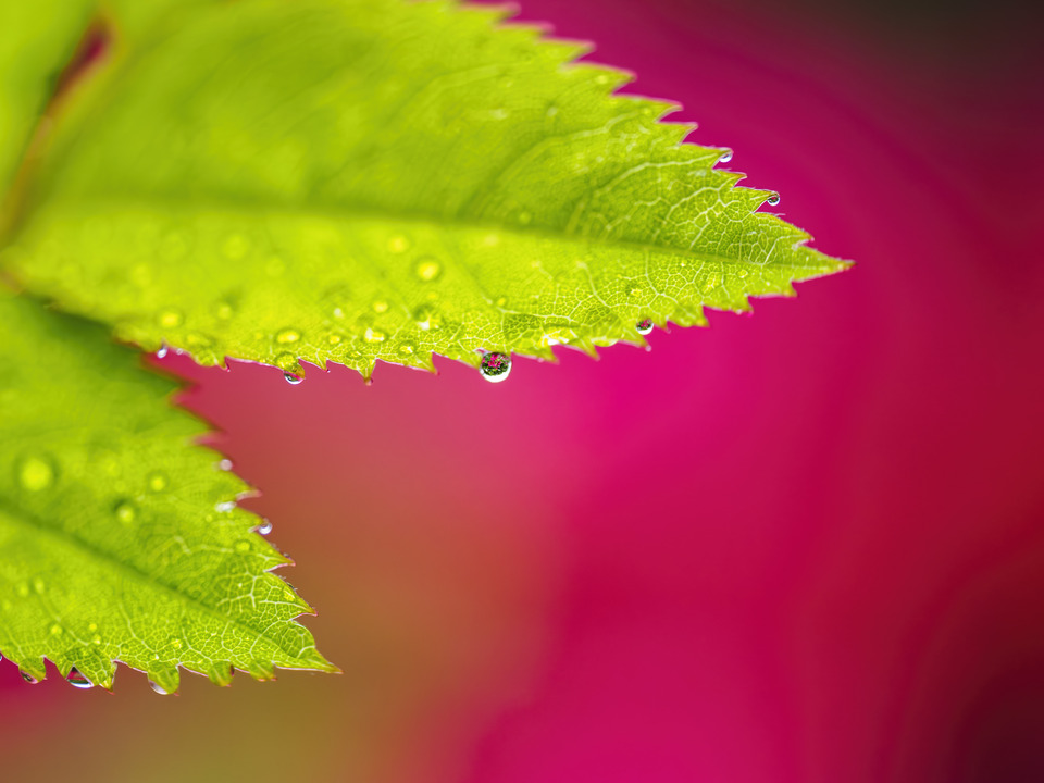 After the Rain in the Garden