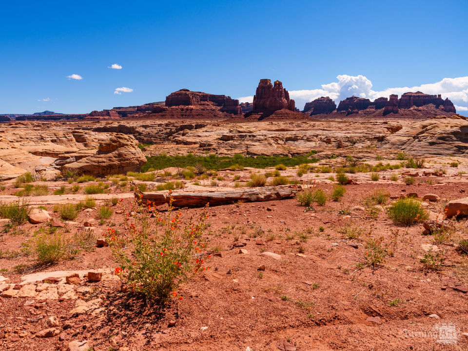 Utah Glen Canyon Wildflower Landscape