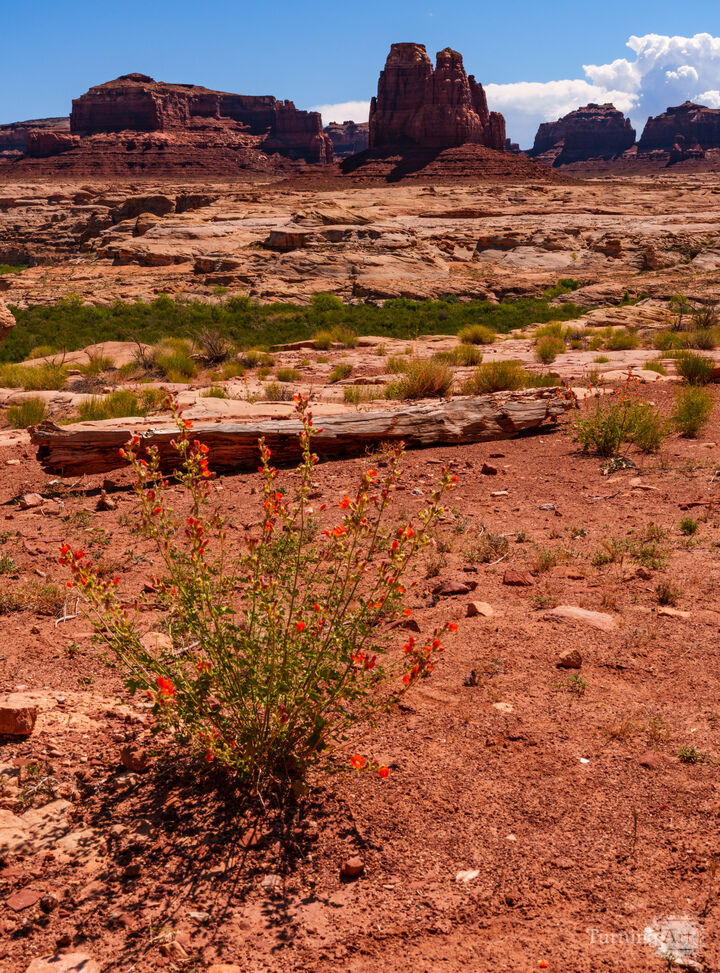 Glen Canyon Wildflower Landscape Vertical
