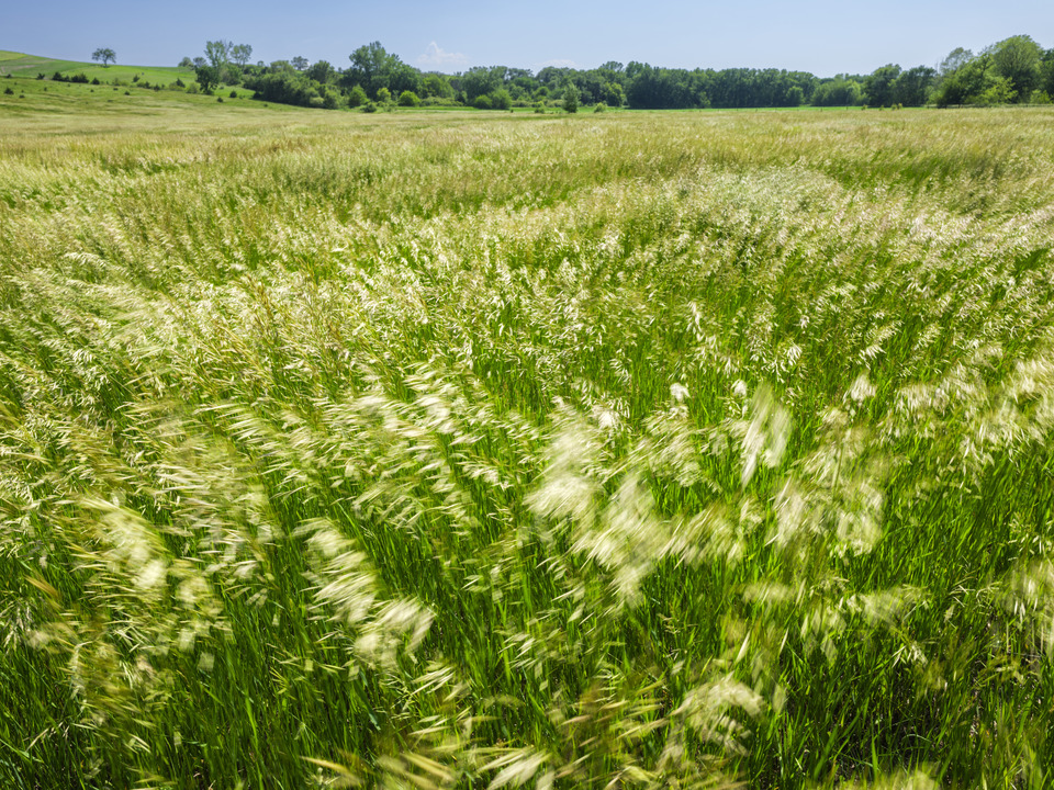 Prairie in Motion