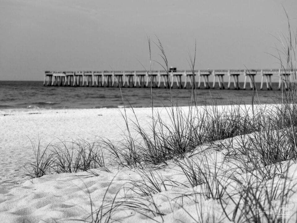 Navarre Pier Behind Sea Oats Grayscale