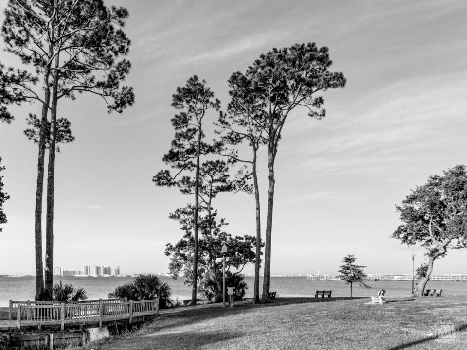 Navarre Beach Between Pine Trees Grayscale