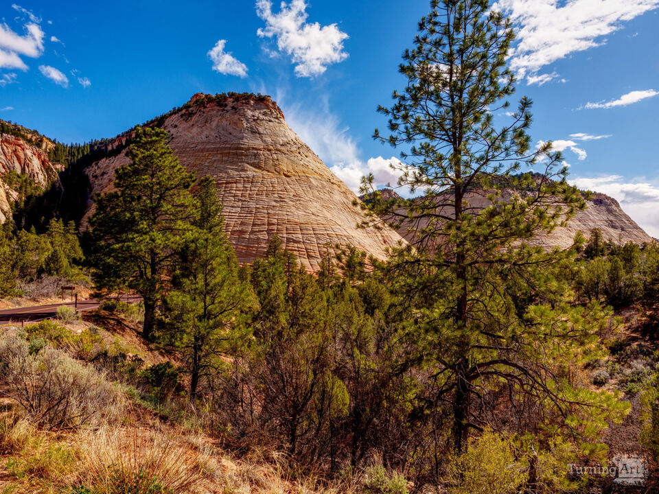 Checkerboard Mesa And Pine Tree