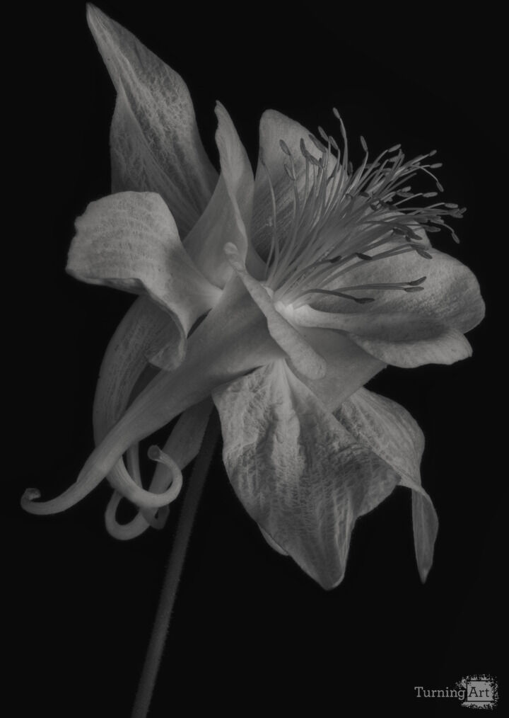 Columbine