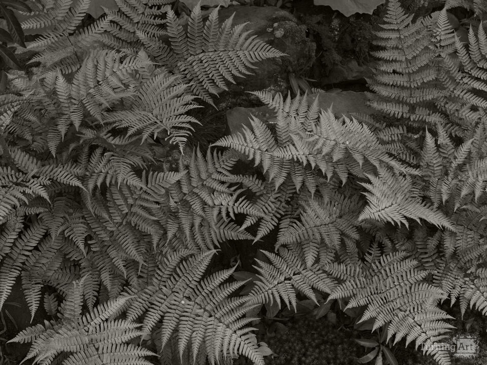 Ferns