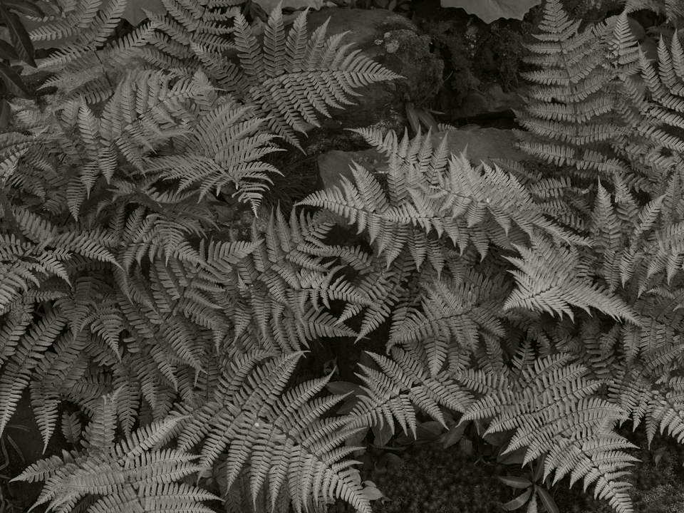 Ferns