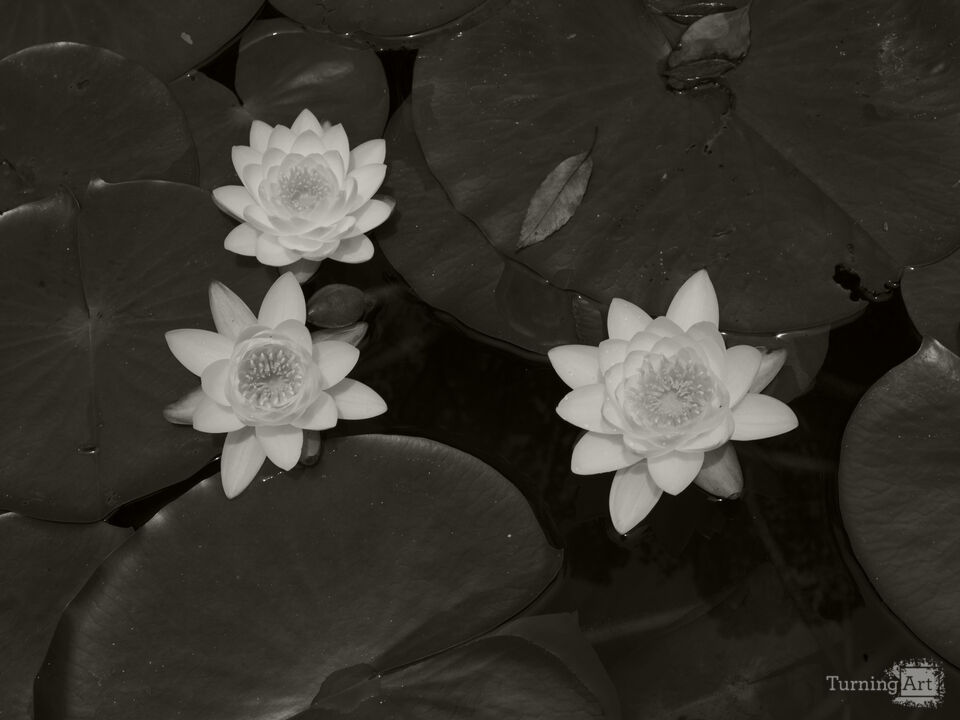 Water Lilies
