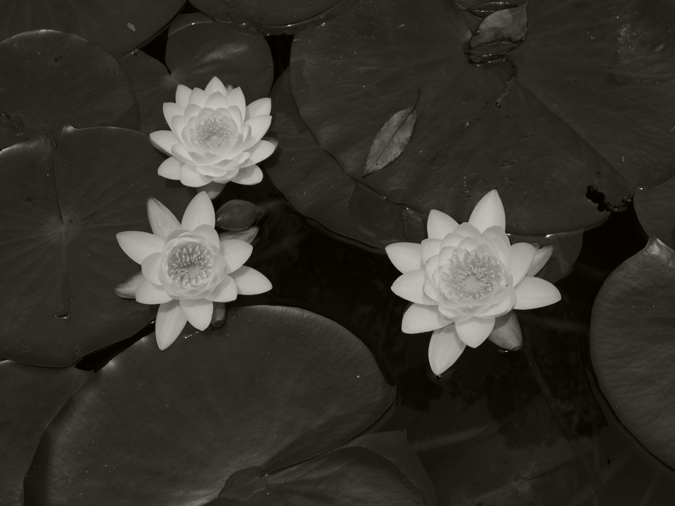 Water Lilies
