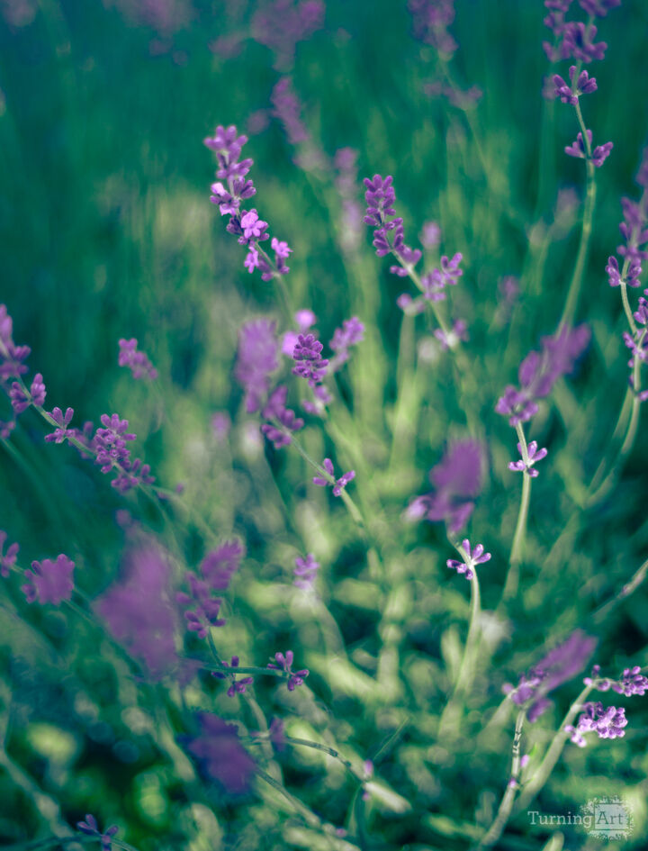 Lavender Bloom