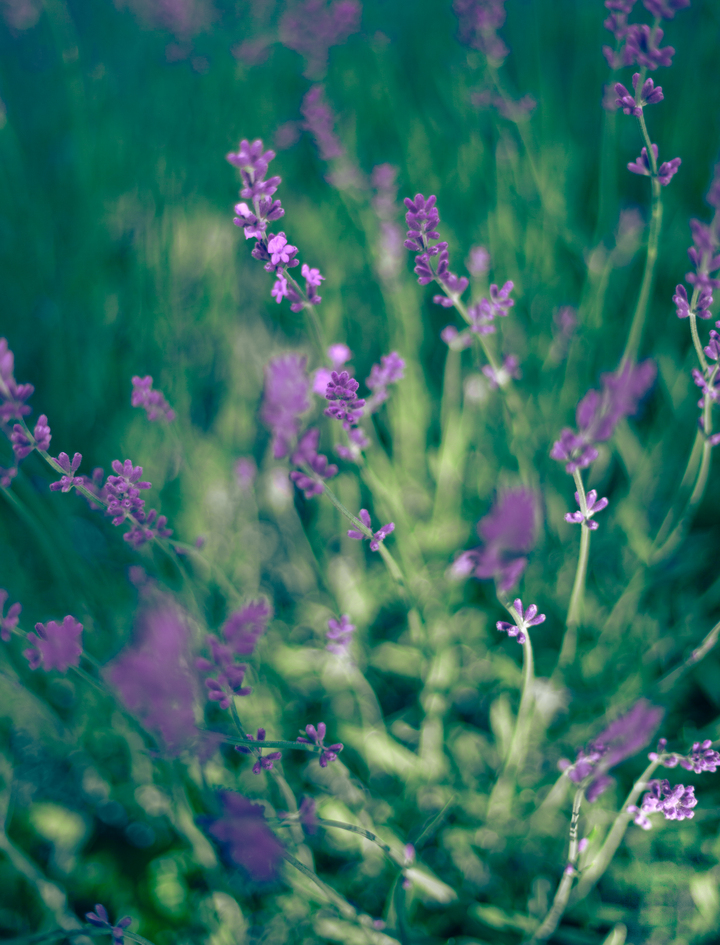 Lavender Bloom